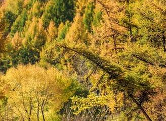 AISS爱丝(钻石版) – 油亮的亚美依，下载她的写真，仿佛把整个池塘的波光都带回家！